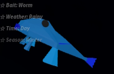 bluelip batfish 