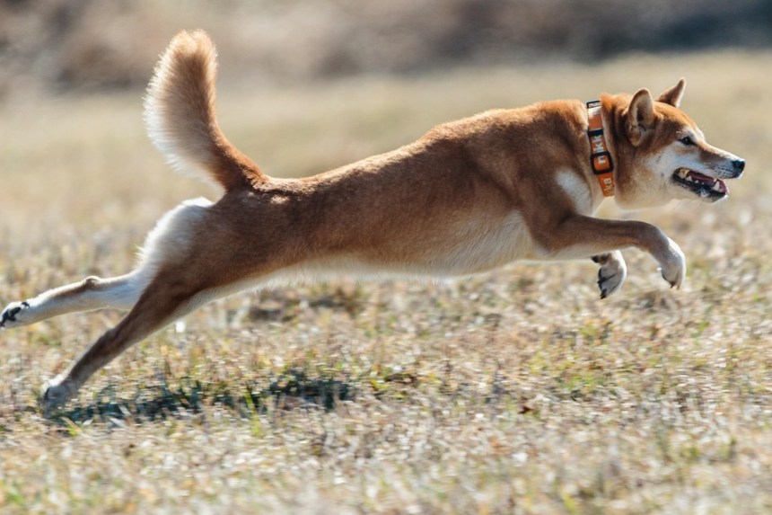 dogecoin